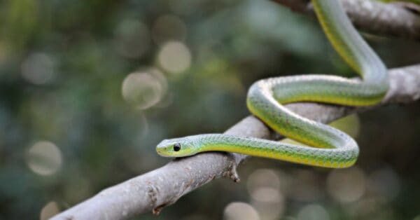 Boomslang Animal Facts - Dispholidus typus - A-Z Animals