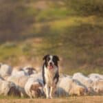 The intelligence of the border collies makes it one of the most popular types of farm dogs. 