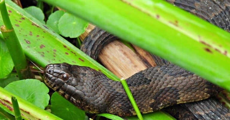 close up of a brown watersnake