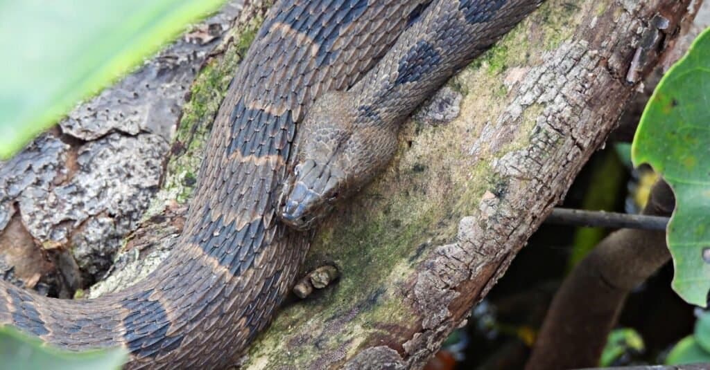 Brown water snakes are one of the most common water snakes in Georgia where they love in rivers, swamps, and streams