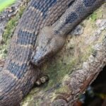 Brown Watersnake