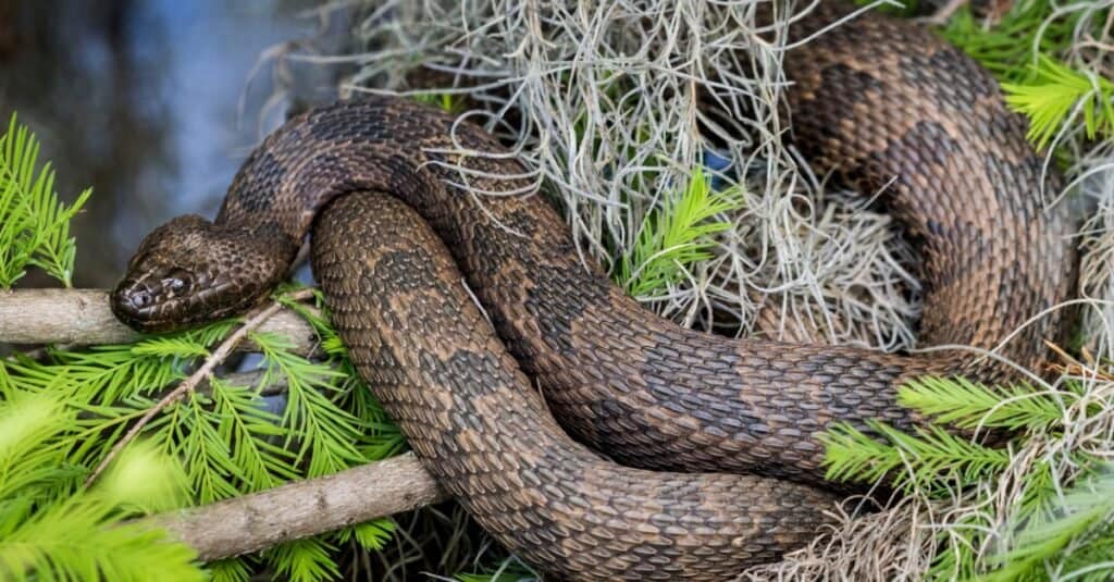Water Snakes (Nerodia): Species, Habitat, Diet, & More