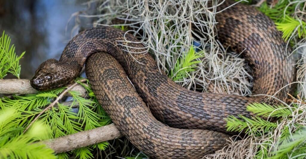 brown watersnake