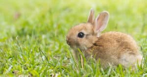 How Smart Are Rabbits? Everything We Know About Their Intelligence Picture