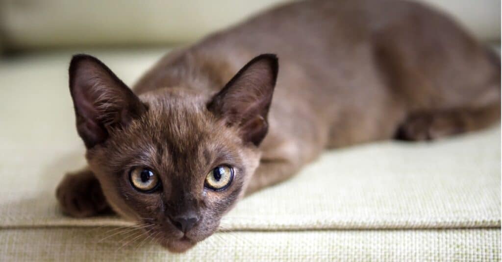 burmese hypoallergenic cats