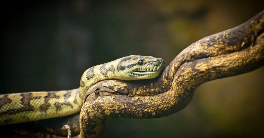 bushmaster snake on limb