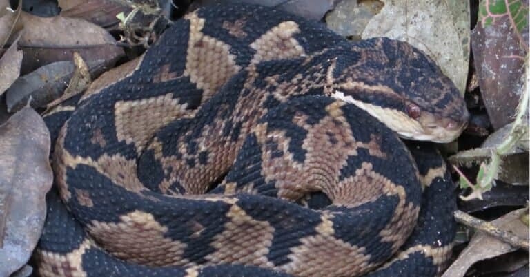 bushmaster snake curled up