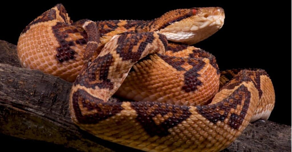 Largest Viper bushmaster snake curled up