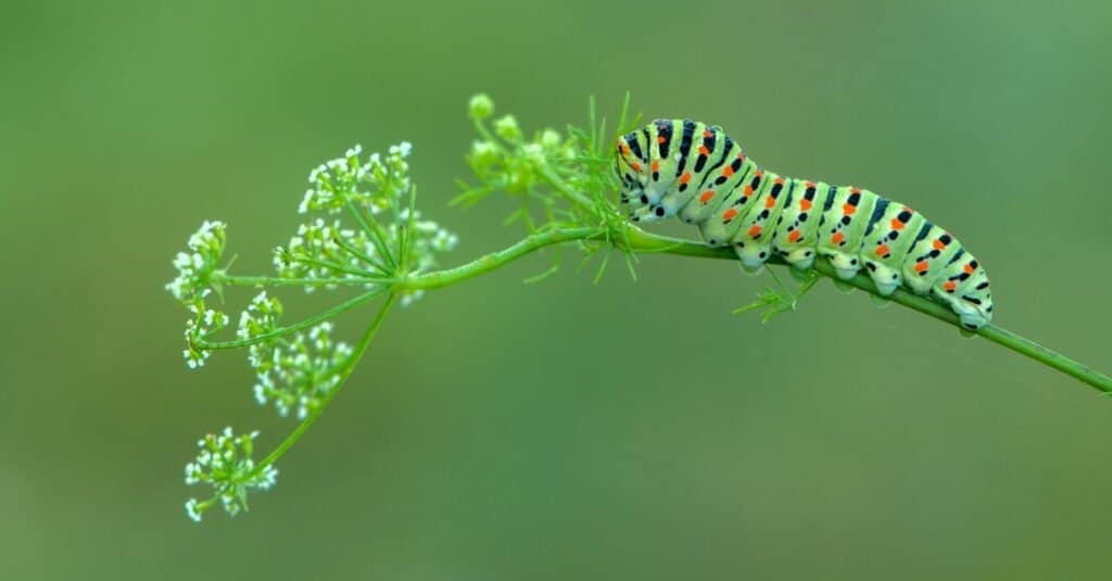 caterpillar