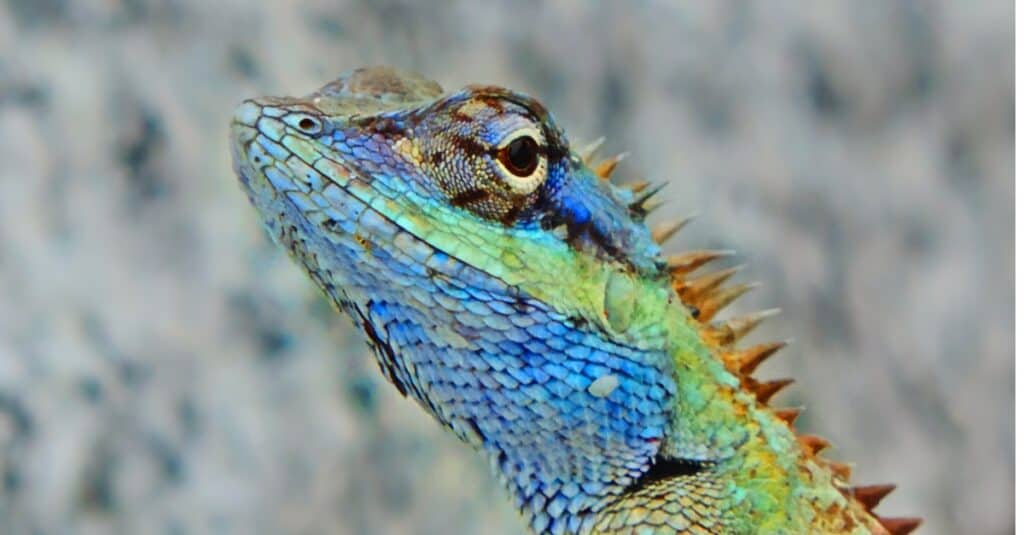 blue lizard