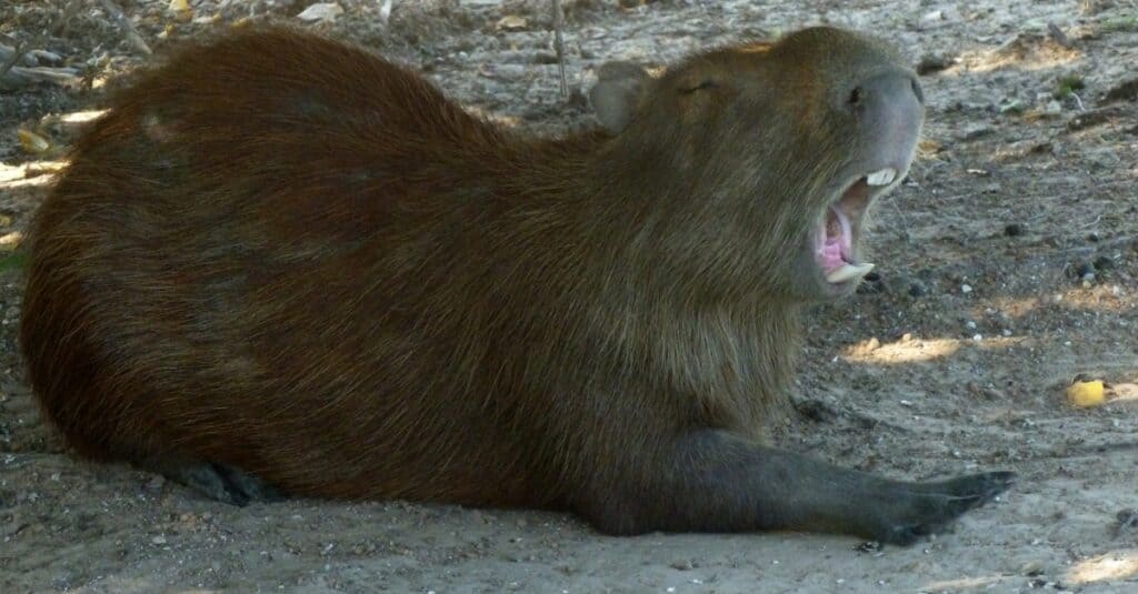 capybara vs wombat