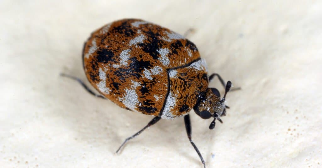 close up of a carpet beetle