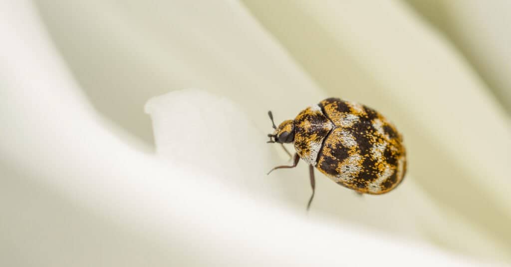 What Do Carpet Beetles Eat? Their Diet Explained. - A-Z Animals