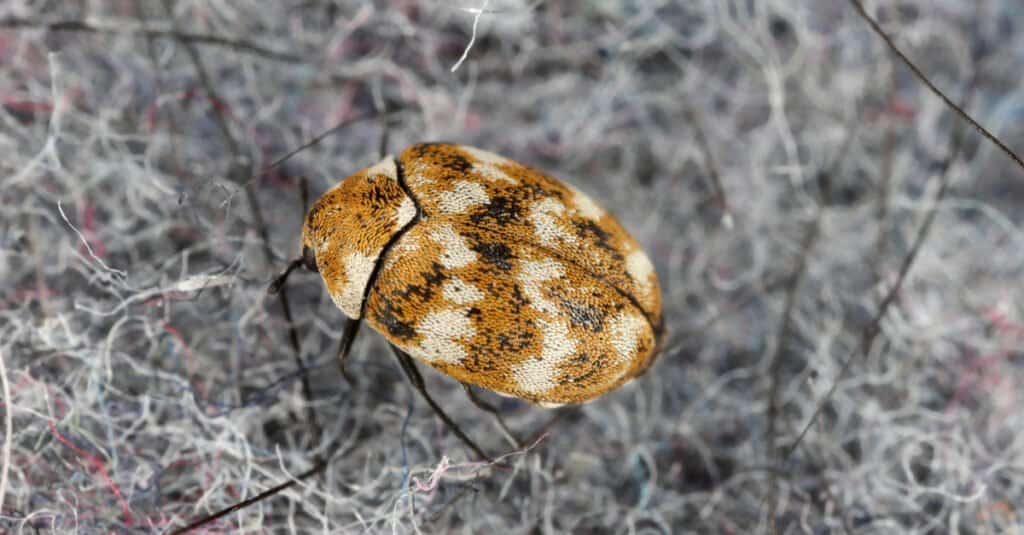 Do Carpet Beetles Bite & What Do They Look Like? - AZ Animals
