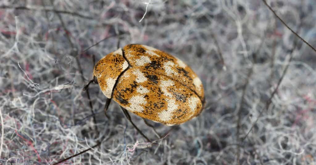 Do Carpet Beetles Bite What They