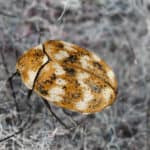 Hide beetles
