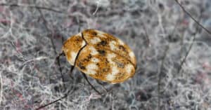 Do Carpet Beetles Bite & What Do They Look Like? Picture