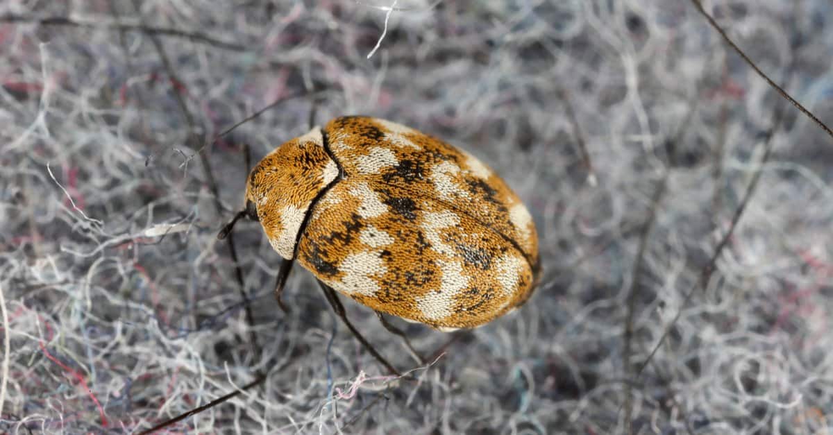 500+ Dermestid Beetles & Larvae – Live, Clean, And Healthy From Walks Again Taxidermy