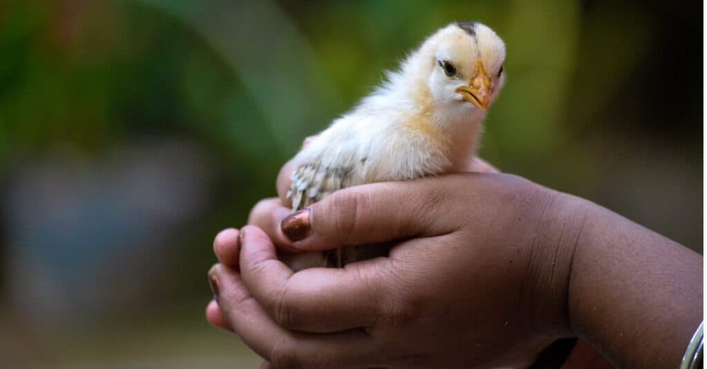 baby chicken closeup