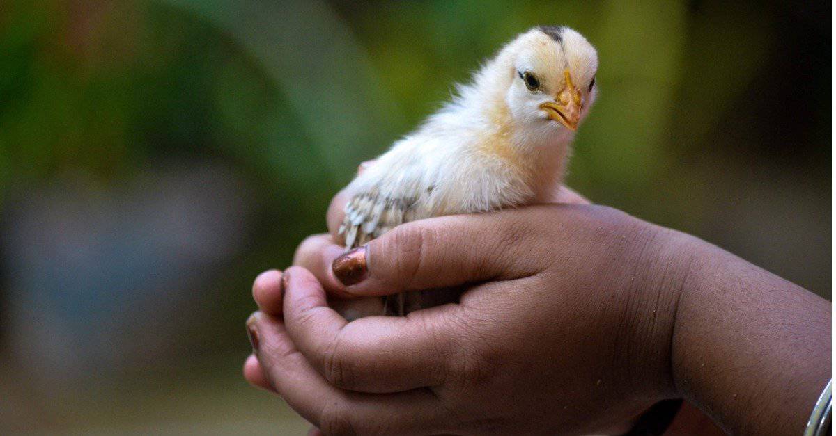 what-s-a-baby-chicken-called-5-more-amazing-facts-a-z-animals