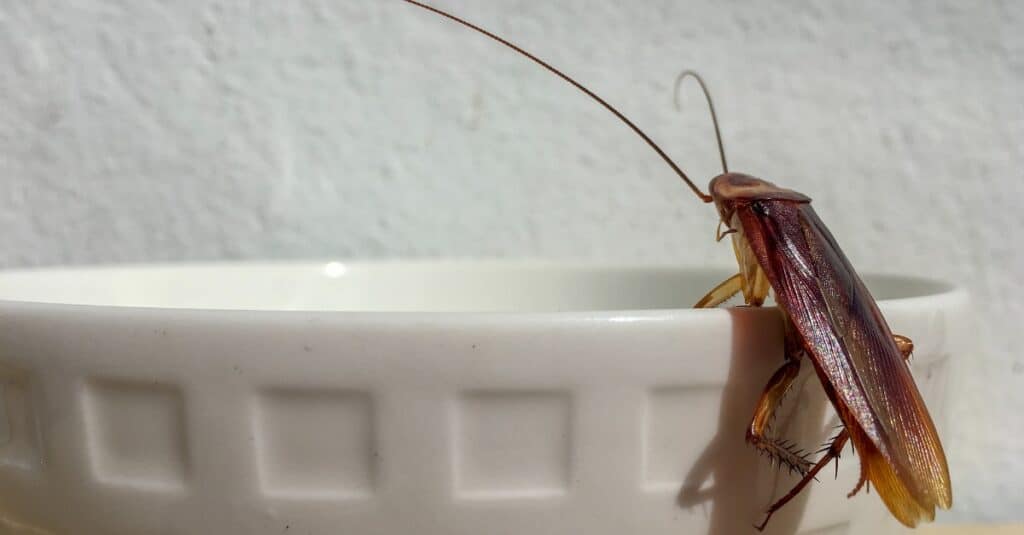 Close Up Cockroach At Edge Of White Bowl Picture Id1076501056 1024x535 