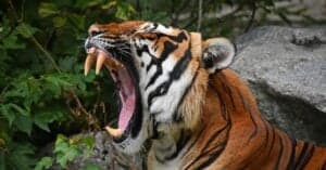 Tiger Teeth: Everything You Need to Know Picture