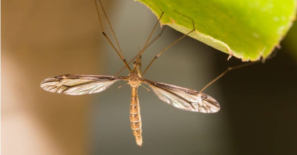 What Do Crane Flies Eat - Crane Fly On Leaf