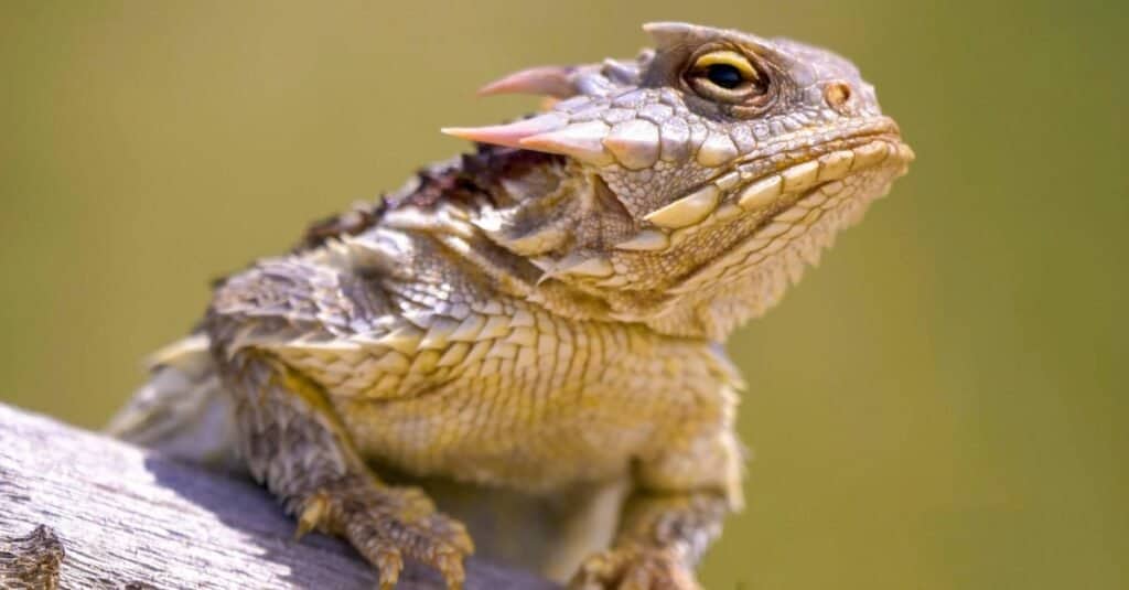 horned lizard