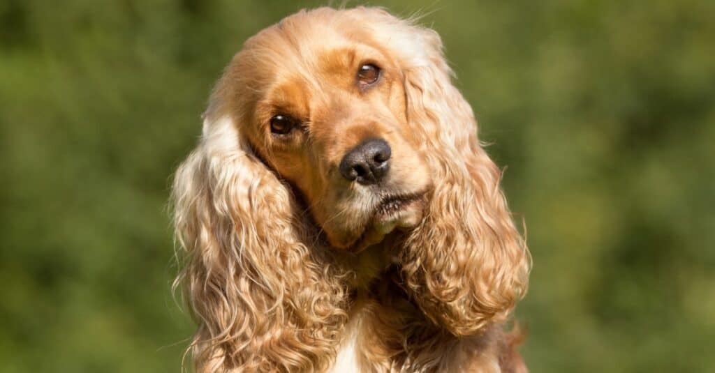 A golden cocker spaniel with curly ears cocks its head