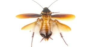 Do Cockroaches Fly? The 5 Types of Winged Roach Picture