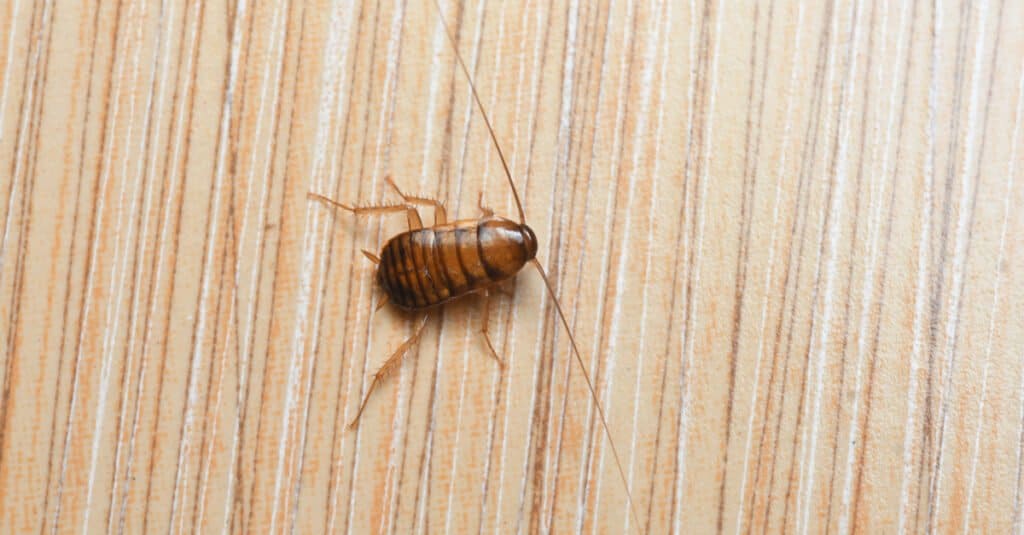 cockroach nymph on woodgrain background