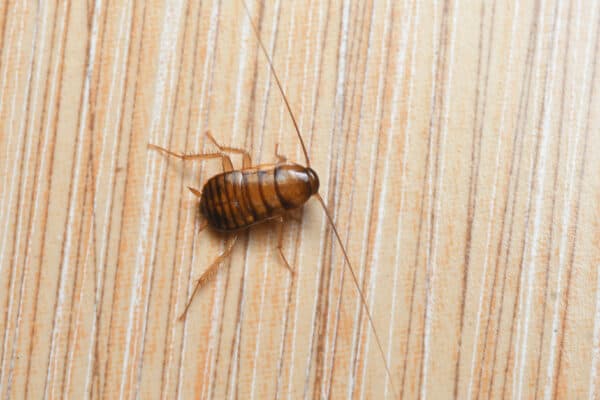 Cockroach nymphs are mistaken for bed bugs because we tend to think the worst when we spot a bug in the bed.