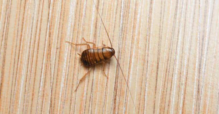 cockroach nymph on woodgrain background