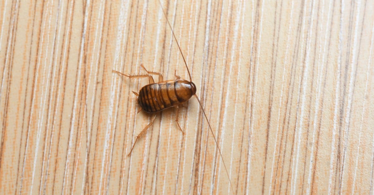cockroach nymph on woodgrain background