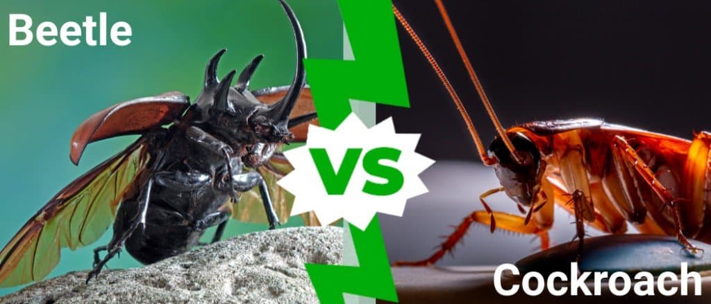 Cockroach vs. Beetle