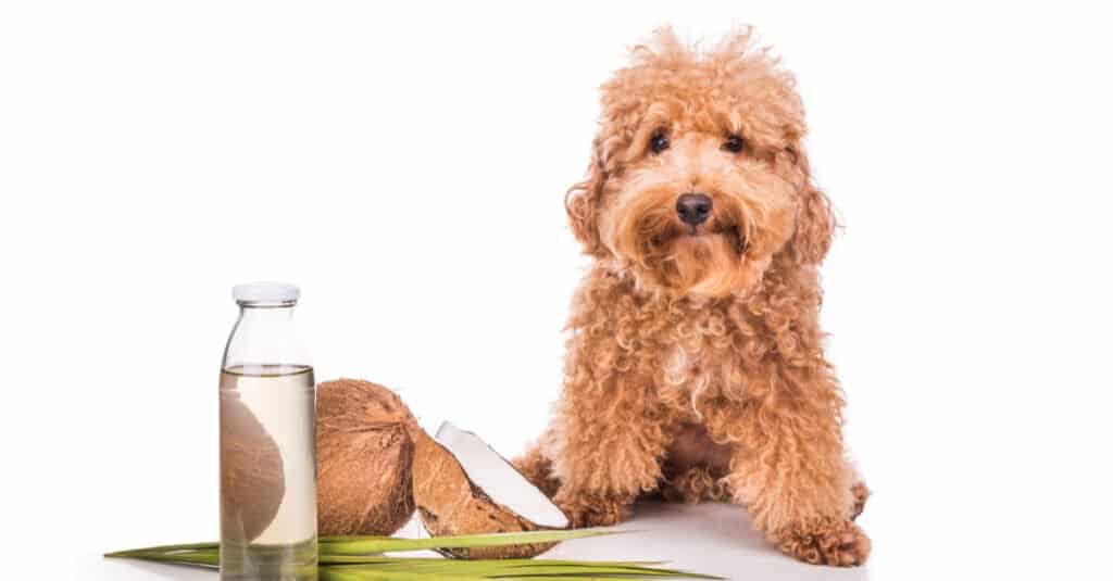 coconut oil for dogs