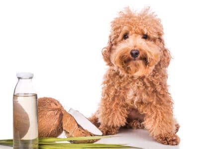 A The 4 Best Coconut Oils for Dogs: Reviewed for 2022