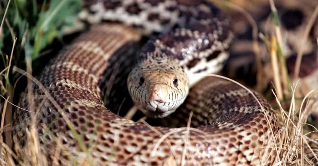 A coiled light brown with darker markings bullsnake in a natural setting of long golden grass.