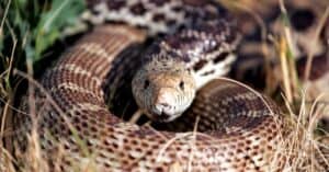 Bullsnake vs Rattlesnake: What’s the Difference? Picture