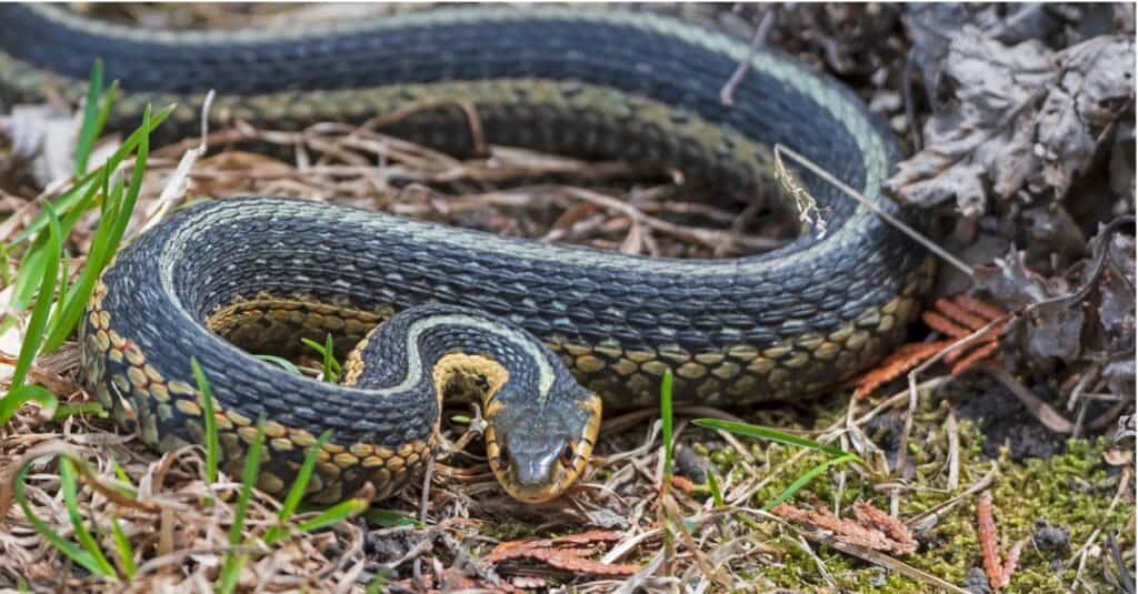 A common garter snake (mostly a dull grey to black on top with a yellowish underbelly) slithering in grass