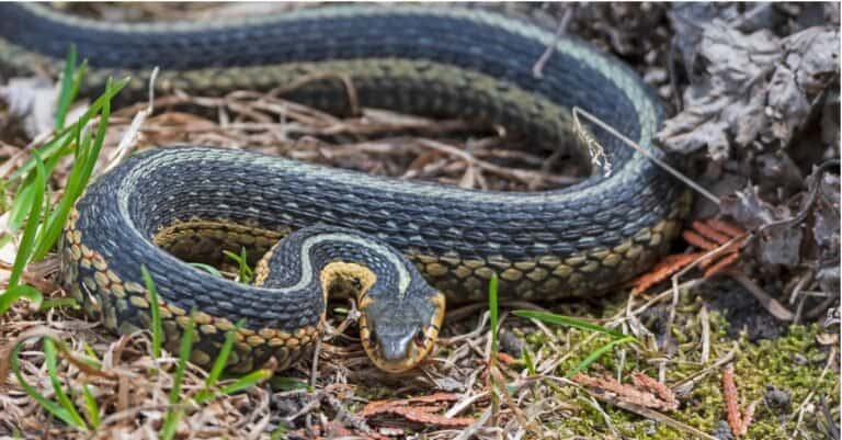 common garter snake slithering in grass