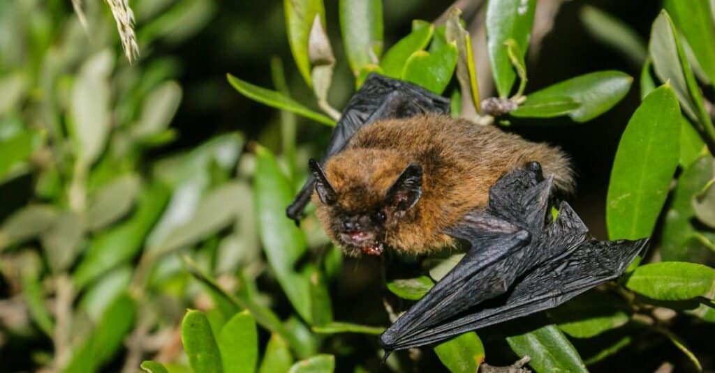 common pipistrelle in bush