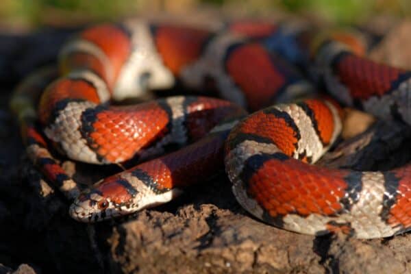 There are at least two milksnake subspecies in Kansas, including this red milk snake.