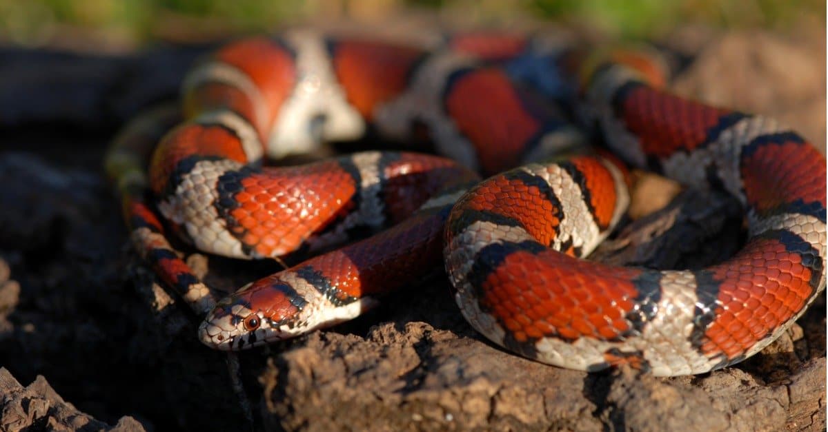 common red milksnake curled up