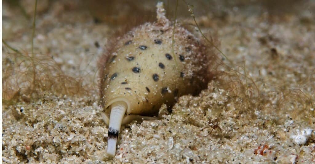 What Do Sea Snails Eat - Cone Snail