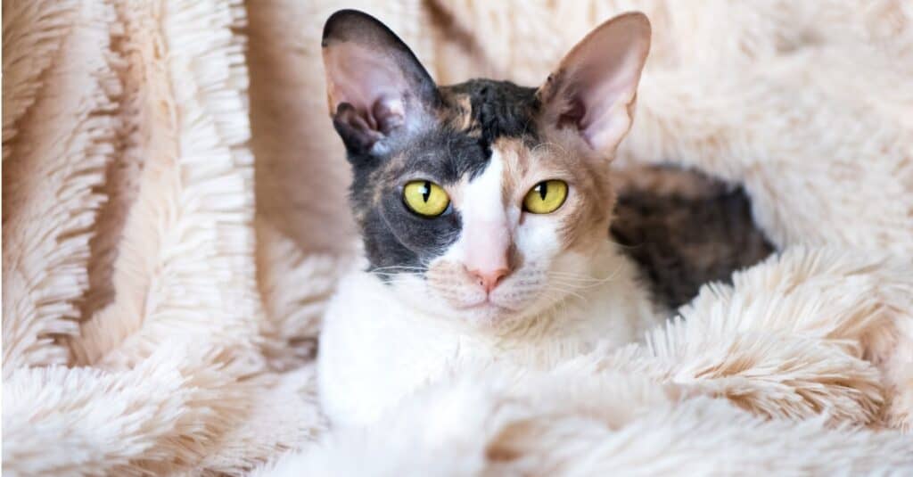 cornish rex cat