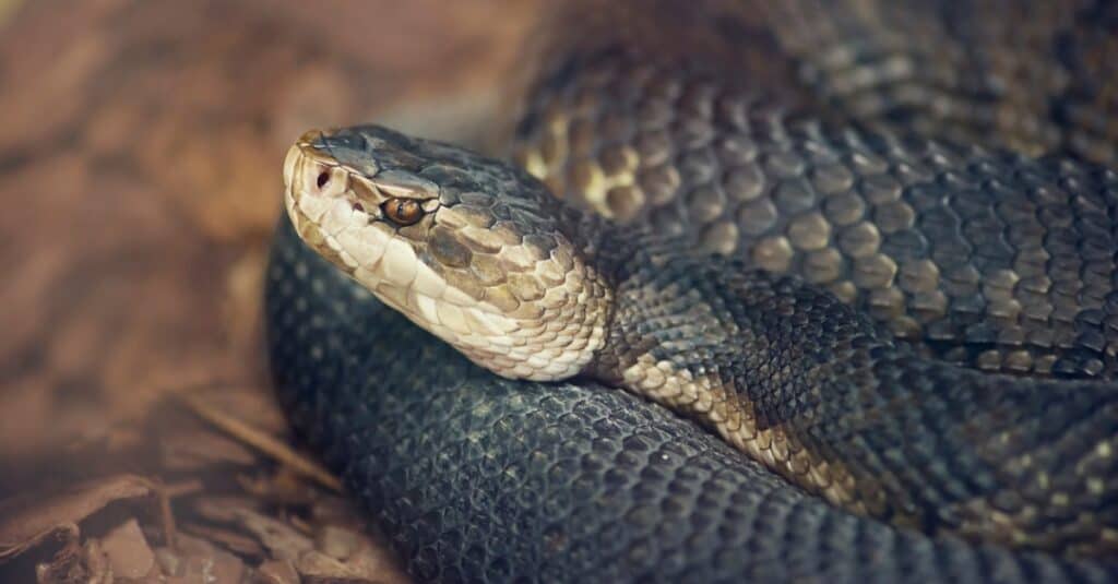 The cottonmouth is characterized by a large, spade-shaped head, bright white mouths, and alternating bands of light and dark patterns.