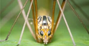 What Do Crane Flies (Mosquito Hawks) Eat? Picture