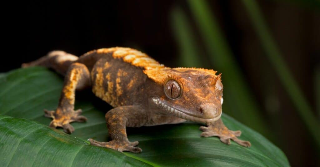 crested gecko on leaf