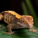 The crested gecko is unable to grow its tail back.